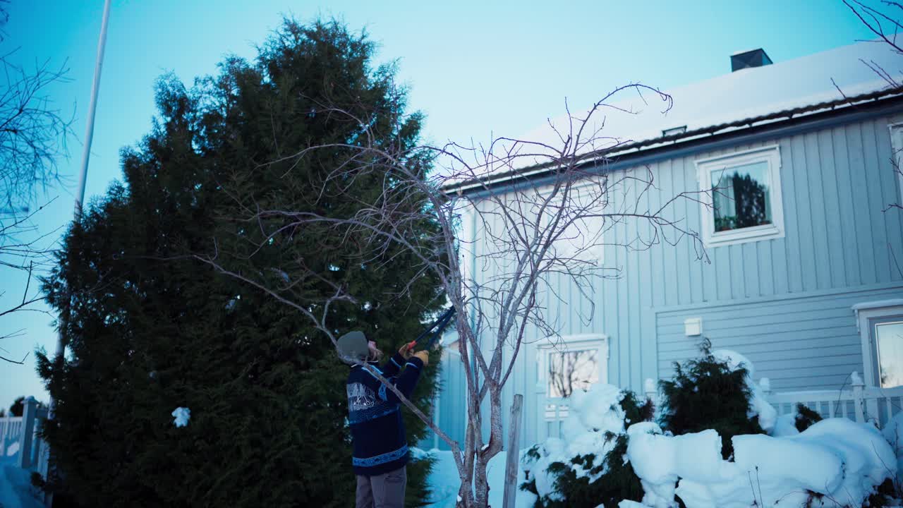 한 남자가 번식 과정에 도움을 주기 위해 나무 가지를 잘라내고 있습니다. - 정적