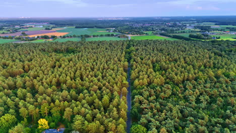 winding road through green forest. a winding road through a green forest under a blue sky captures rural tranquility in the afternoon