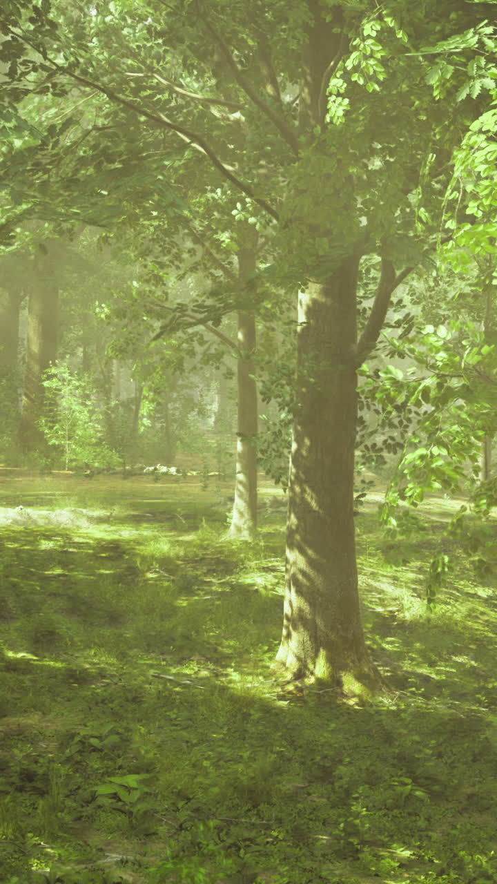 Serene forest landscape bathed in soft morning light during spring season