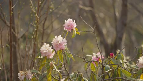 Nepali-forest-with-red-rhododendron-laligurans