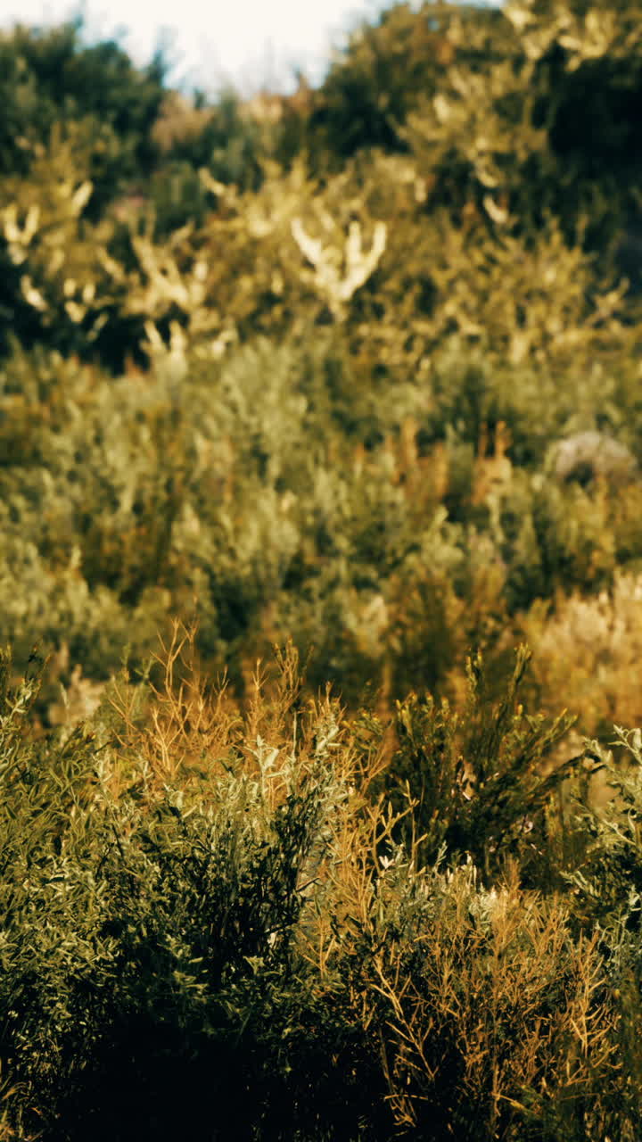 dunas de playa con hierba larga