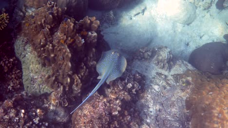 sea stingray swims over coral reef in sun rays. stingray underwater video. scuba diving scene of stingray underwater. blue-spotted stingray, taeniura lymma. slow motion