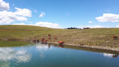 Ganado-En-Libertad-Rebaño-De-Vacas-Pastando-Libremente-A-Lo-Largo-De-Los-Pastos-Del-Lago,-Agua-Potable-|-Carne-De-Res-Alimentada-Con-Pasto-Agricultura-Agricultura-Ganadería,-Ganadería-|-Migrar-Deambular-Libremente,-Agricultura-ética-|-1-De-12