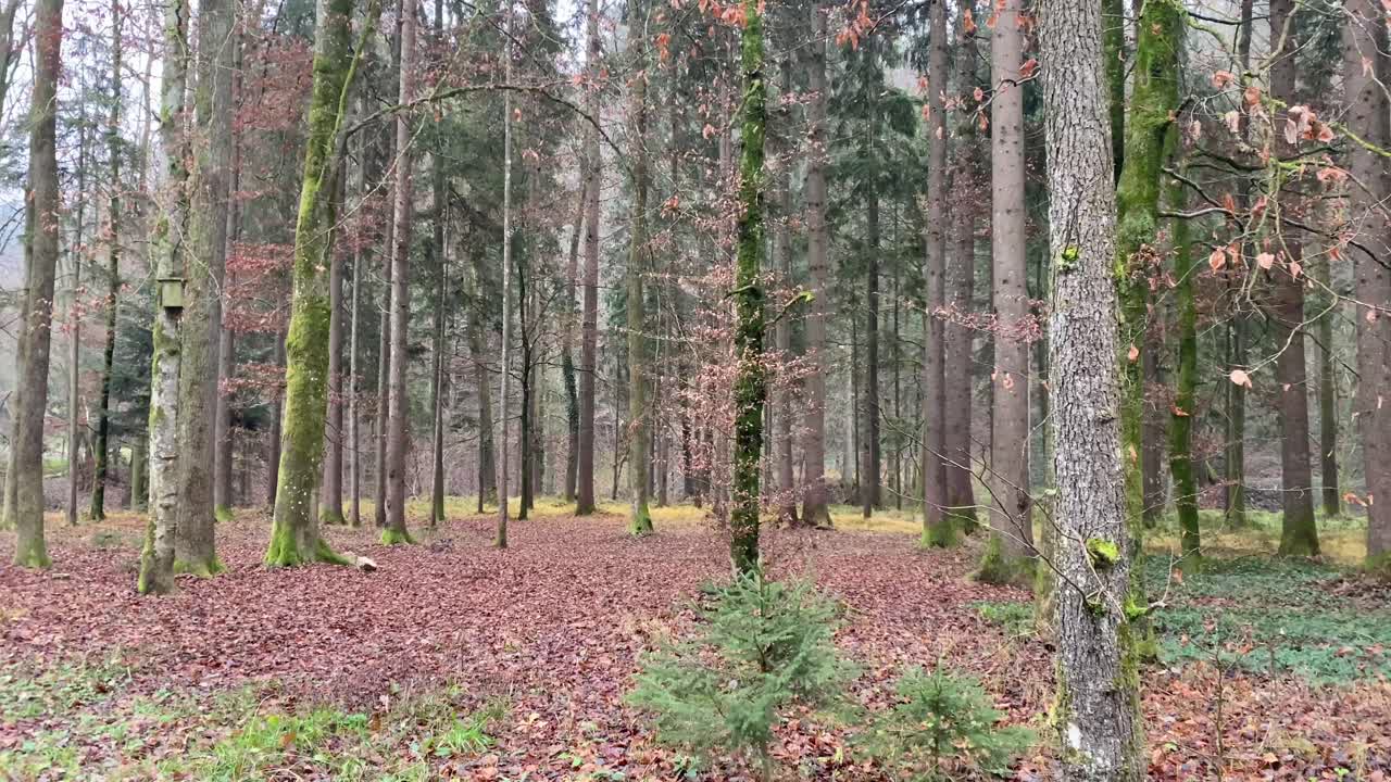 un bosque de otoño invierno en la zona rural de graz, austria