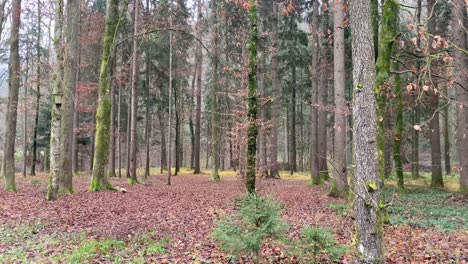 an autumn winter forest in rural graz, austria