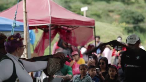 falconry demonstration with flying hawks