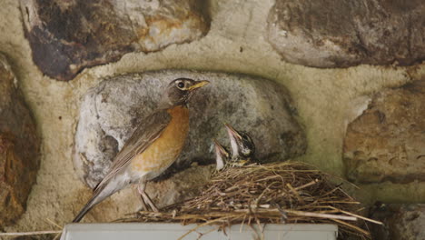 robin mother delivering worm to babies in nest