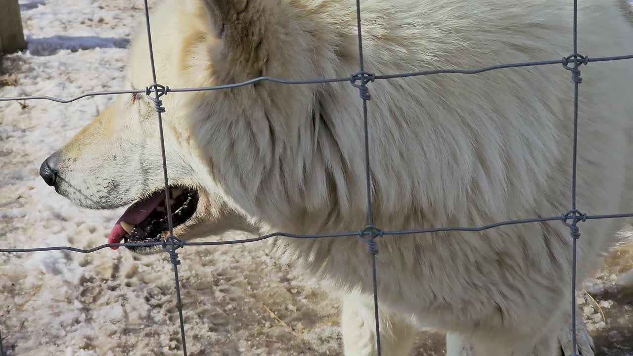 White wolf walks through a snowy enclosure behind a fence, capturing a cold winter wildlife scene with thick fur, alert posture, and natural movement across frozen ground