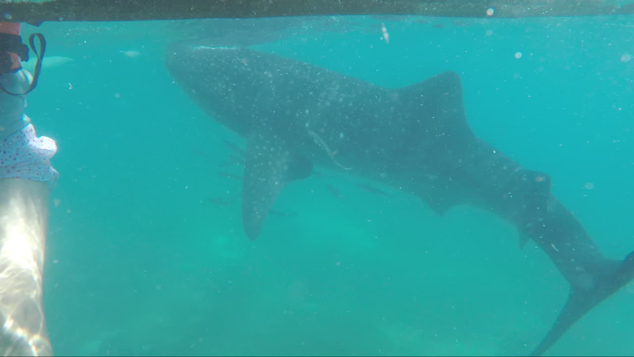 Underwater Footage of Huge Whale Shark  with Panicking Sexy Lady at Oslob Cebu, Philippines