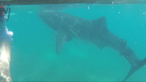 underwater footage of huge whale shark  with panicking sexy lady at oslob cebu, philippines