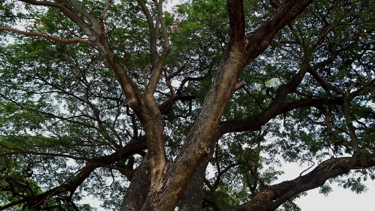 gran árbol en el parque histórico de ayutthaya