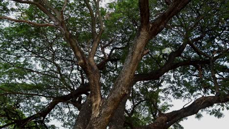 large tree in historical ayutthaya park