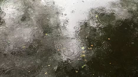 Rain-drops-on-water-with-wet-leaves