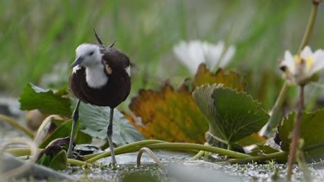 extreme closeup shot of pheasant tailed jacana