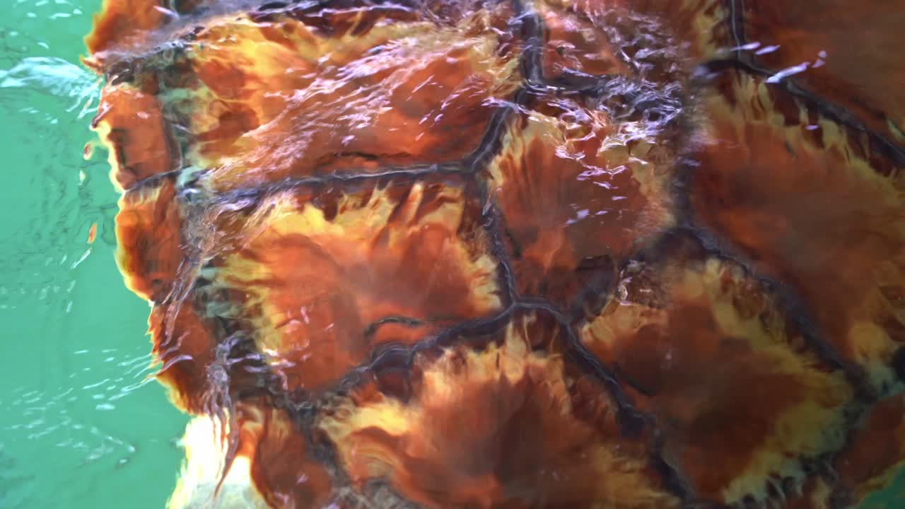 Close-up details of the scutes on the shell of a sea turtle swimming in a pool enclosure of a breeding program