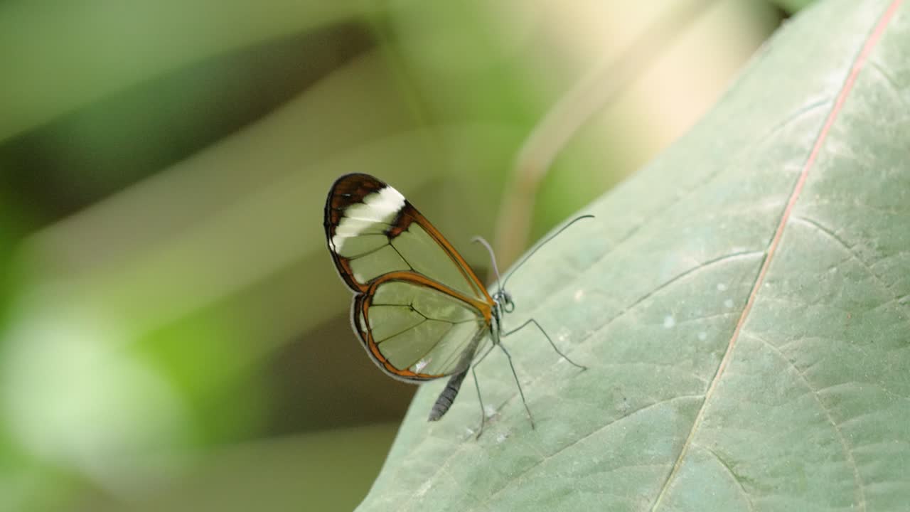 primer plano mariposa glasswing greta oto sentada en la hoja