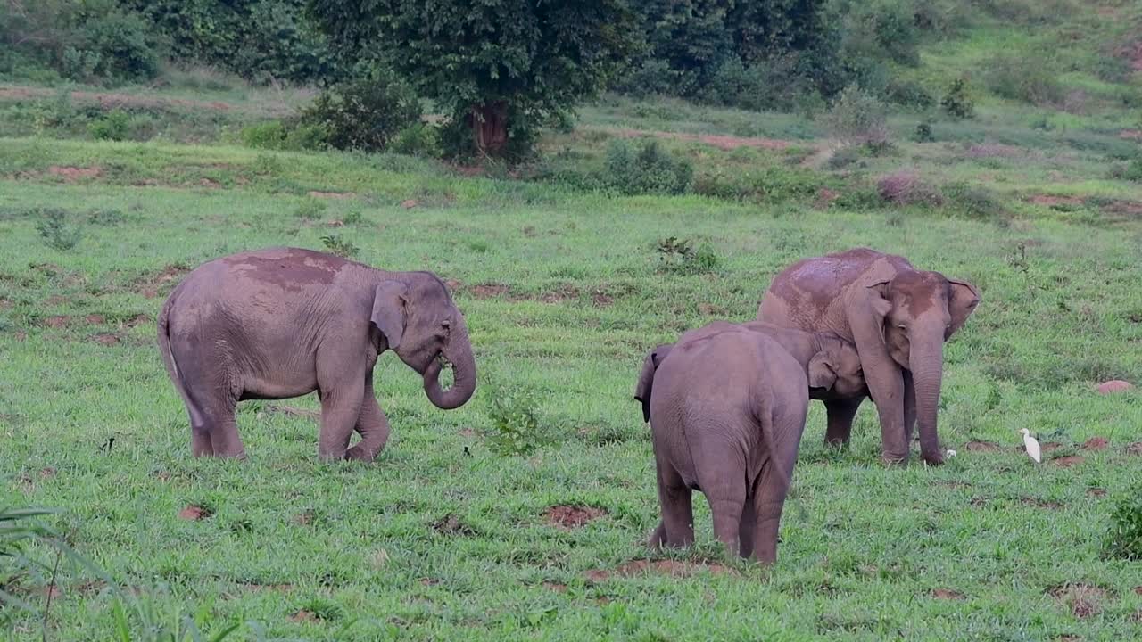 아시아 코끼리는 멸종 위기 종이며 태국 거주자이기도합니다.