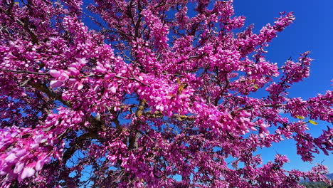 redbud pink flowers in blue sky of sunny day in greece, motion view