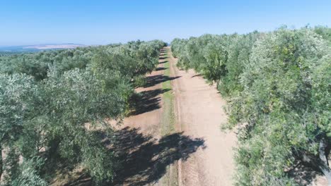 Huerto-De-Olivos-En-Un-Día-Soleado.