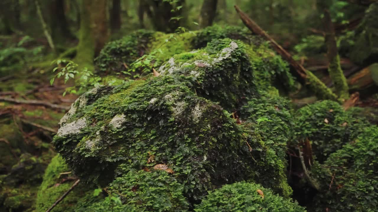 Moss covered rocks in the rain at Aokigahara Forest Japan