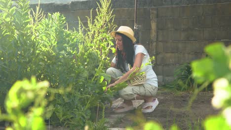 Woman-harvesting-broad-beans-from-garden-vegetable-patch