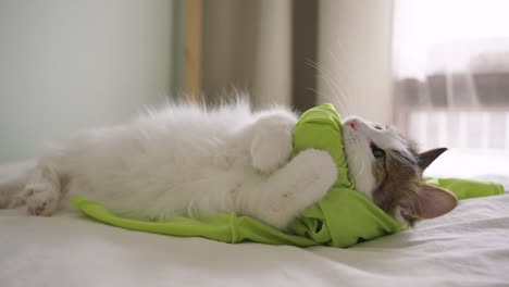 fluffy cat plays with white rope gnaws and holds with claws