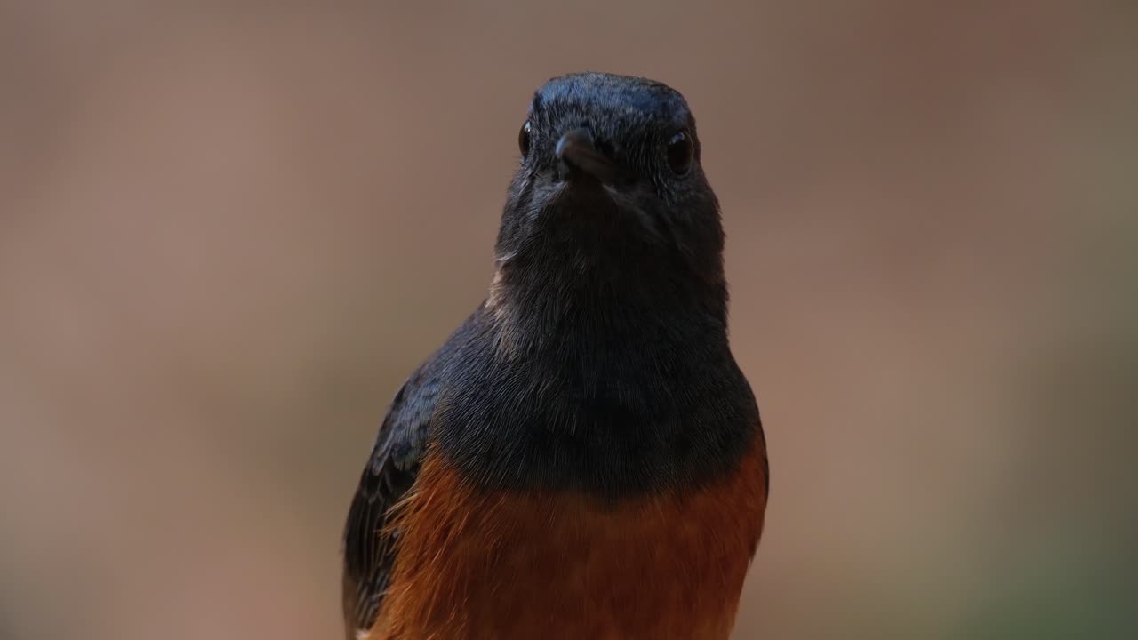 Facing to the right then turns its head towards the camera and moves a little to the right, White-rumped Shama Copsychus malabaricus, Thailand