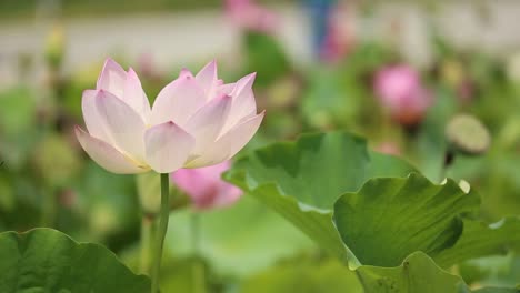 Nahaufnahme-Einer-Rosa-Lotusblume,-Die-In-Der-Windbrise-Schwankt,-Isolierter-Nelumbo-Nucifera-hintergrund-Mit-Kopienraum