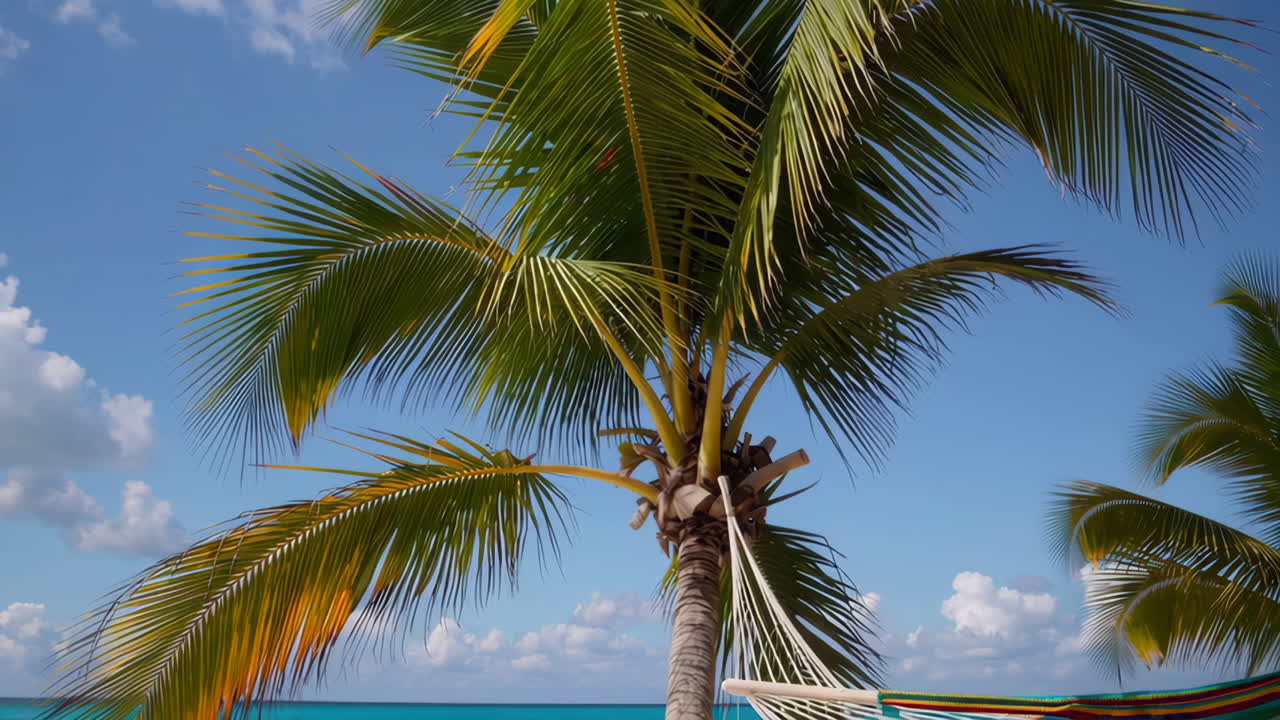 Palm Tree on a Tropical Beach