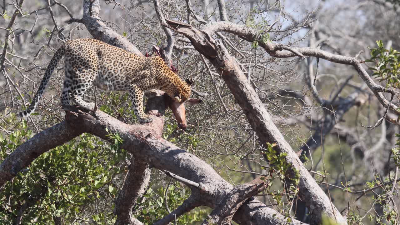 Healthy African Leopard dragged antelope into tree to feed in peace