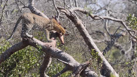 healthy african leopard dragged antelope into tree to feed in peace