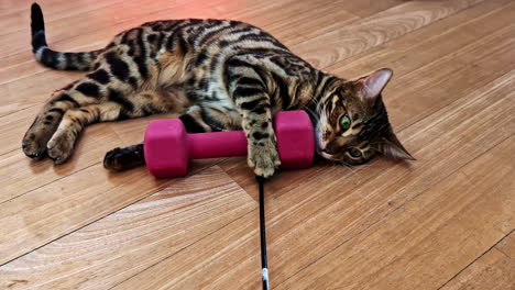 bengal cat hugging dumbbell on the wooden floor. - closeup shot