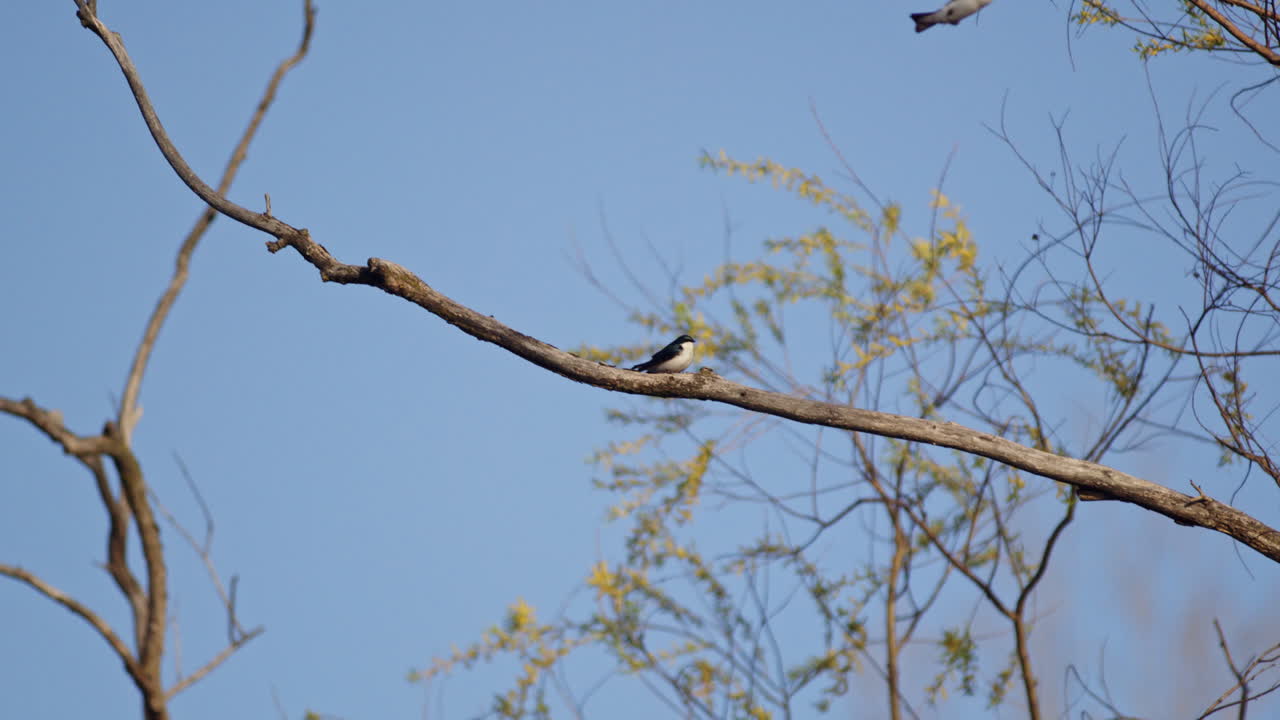 Morning magic: purple martins in flight, captured in dazzling slow motion.