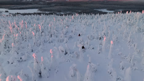 drone following a convoy of snowmobiles driving in middle of snowy trees, sunrise in lapland