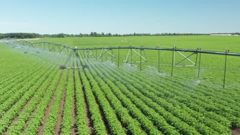 aerial, center pivot irrigation sprinklers watering fresh farm field crops on summer day