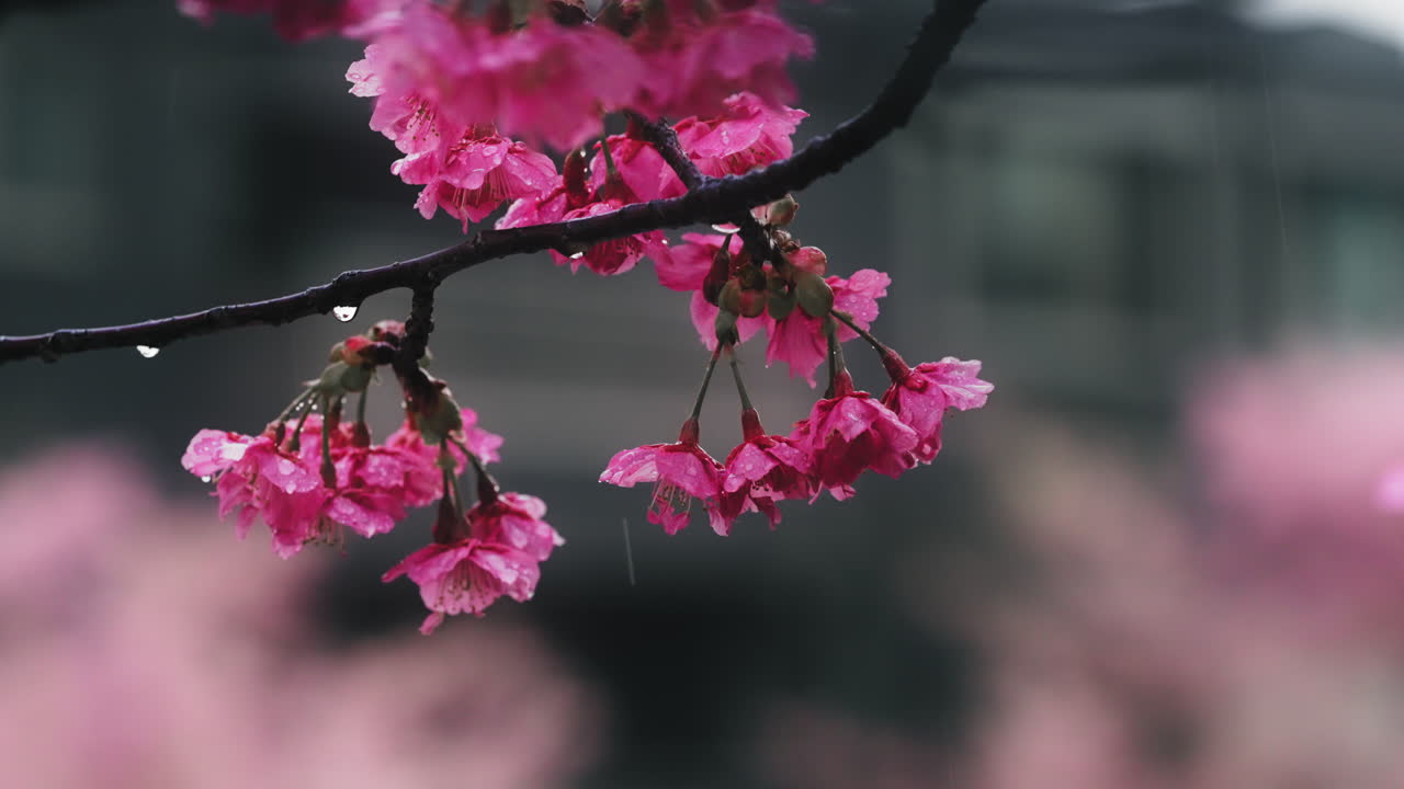 Yağmurda Pembe Kiraz Çiçekleri