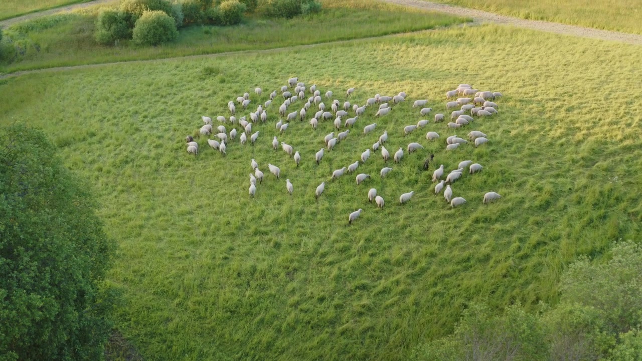 Ripresa aerea con drone di bestiame agricolo mentre un gregge di pecore si muove attraverso un prato verde rurale