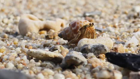 hermit crab on the beach