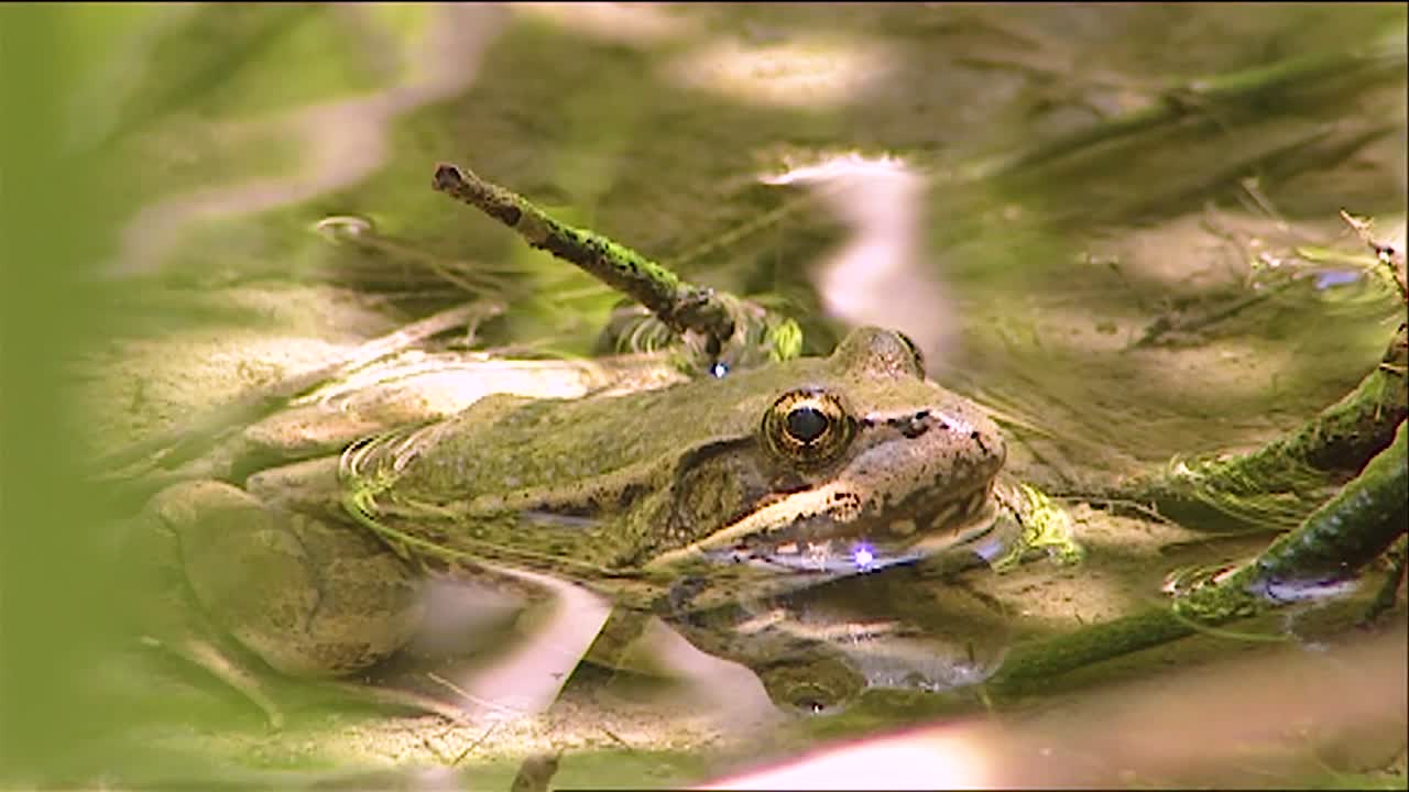 2019 연못에 앉아 있는 황소개구리의 클로즈업
