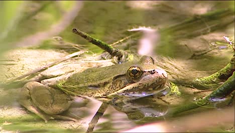 2019-Nahaufnahme-Eines-Ochsenfrosches,-Der-In-Einem-Teich-Sitzt