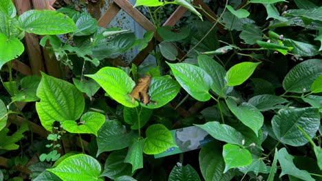 特別なパターンを持つ蝶が植物の上に座っています