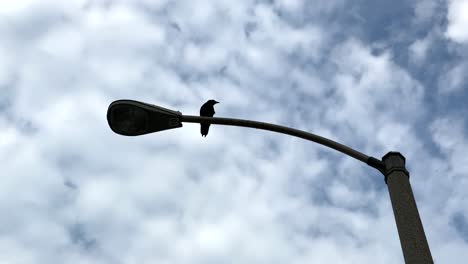 el cuervo se sentó en la farola mirando a su alrededor en un día nublado