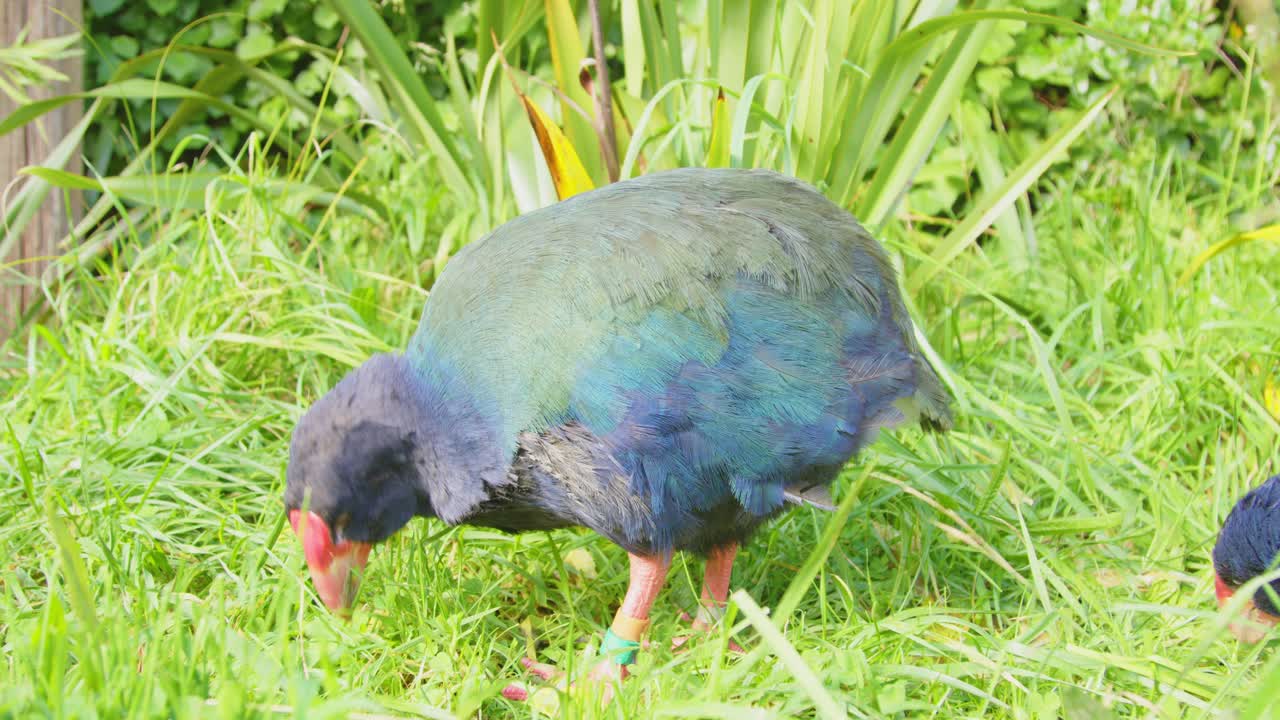 Close up shot of a Takahe eating grass