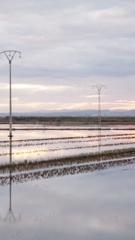 Rice field landscape with power lines and reflections