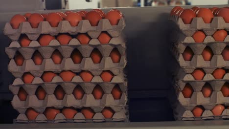 eggs cartons moving on the production line