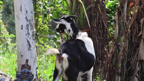 a goat moves around exploring a lush forest.