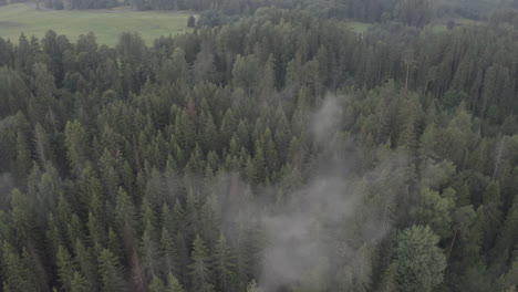 Nebel-Steigt-Aus-Dem-Wald-Auf