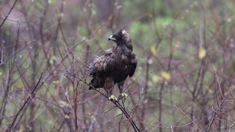 african wahlbergs eagle perched on skinny dry bush after recent rain