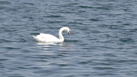 cisne en los canales de copenhague nadando en el agua y comiendo