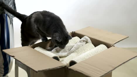 modern furniture for cats and kittens unboxing and assembly